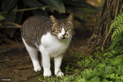 野猫进家|家里总进野猫怎么办？